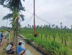 13 Tiang Listrik Ambruk, Tiga Desa di Tegaldlimo dan Purwoharjo Blackout
