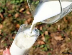 Menu Susu Murni Program Makan Bergizi Gratis di Rogojampi Banyuwangi Hilang, Ini Penyebabnya
