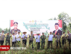 Hasil Tanam Jagung Serentak di Banyuwangi Panen Perdana – TIMES Banyuwangi