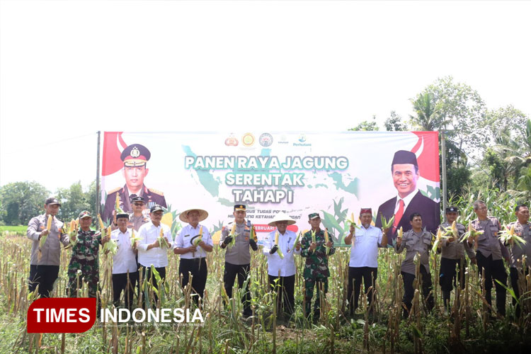 hasil-tanam-jagung-serentak-di-banyuwangi-panen-perdana-–-times-banyuwangi