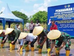 Dukung Program Ketahanan Pangan, Banyuwangi Tanam Padi di Lahan Seluas 2 Hektare – Tribunjatim.com