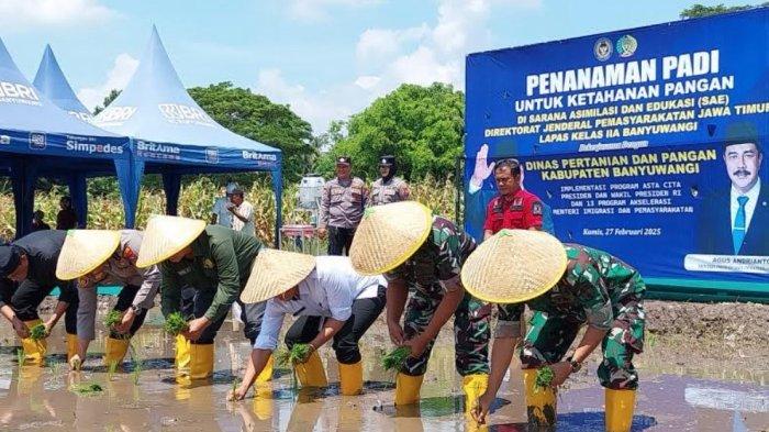 dukung-program-ketahanan-pangan,-banyuwangi-tanam-padi-di-lahan-seluas-2-hektare-–-tribunjatim.com