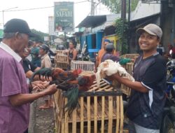 Jelang Ramadhan, Harga Ayam Kampung Meroket, Konsumen Beralih ke Ayam Broiler