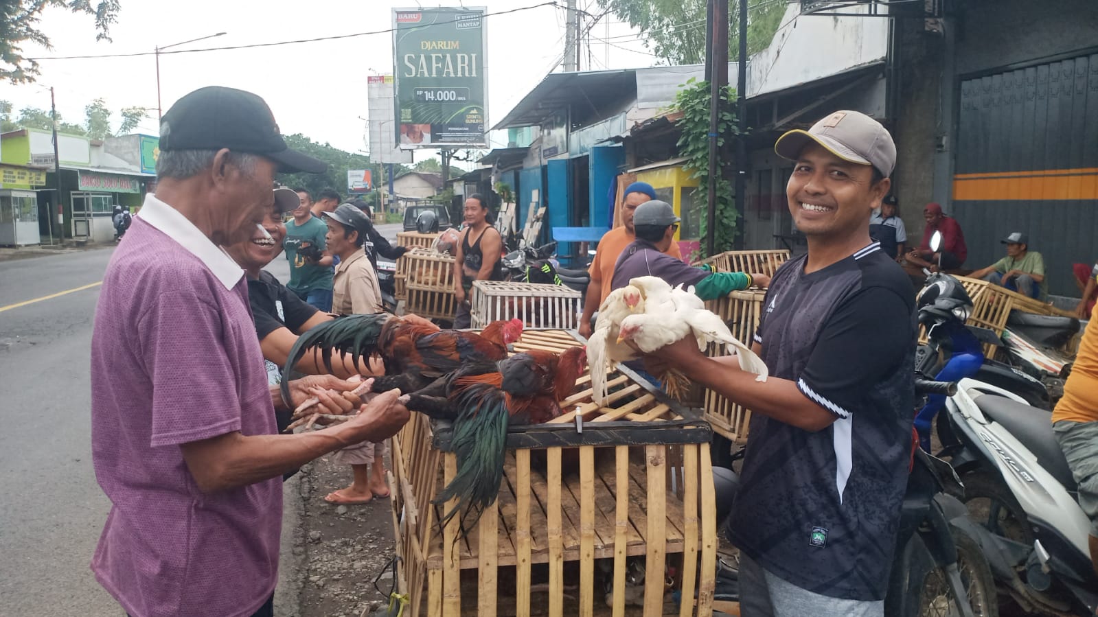 jelang-ramadhan,-harga-ayam-kampung-meroket,-konsumen-beralih-ke-ayam-broiler