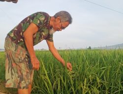 Panen Padi Mundur, Petani Bajulmati Tak Bisa Nikmati Hasil di Hari Raya