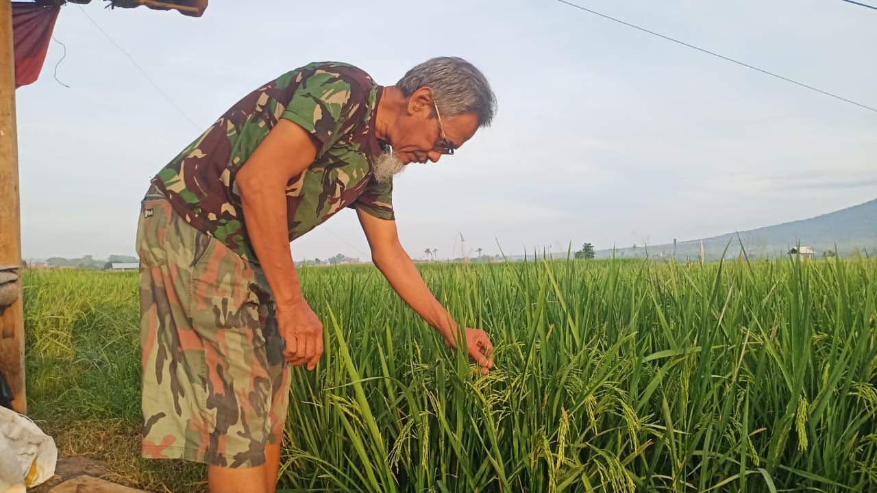 panen-padi-mundur,-petani-bajulmati-tak-bisa-nikmati-hasil-di-hari-raya