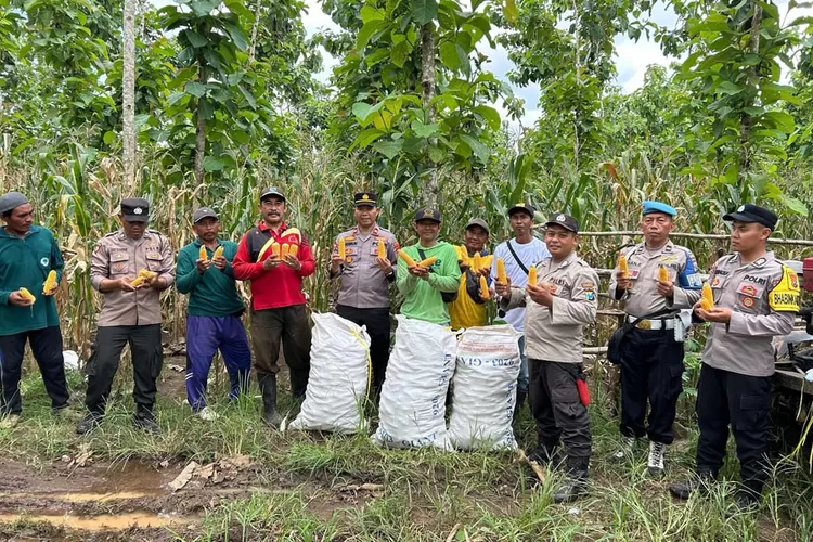polresta-banyuwangi-polsek-tegaldlimo-panen-raya-jagung-di-lahan-perhutani-alas-purwo