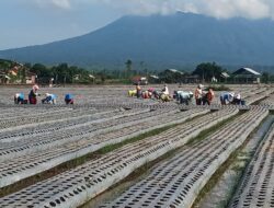 Emak-Emak Buruh Tani Gembira Tanam Bawang Merah, Upah Naik Berkat Bibit Kecil