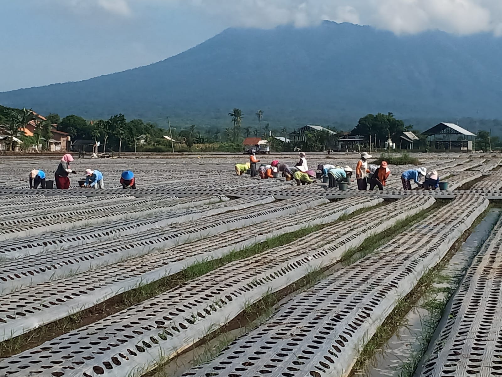 emak-emak-buruh-tani-gembira-tanam-bawang-merah,-upah-naik-berkat-bibit-kecil