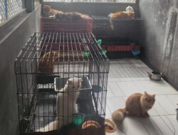 Jasa Penitipan Hewan Berbiaya Minim, Butuh Ketelatenan untuk Berkembang – Radar Banyuwangi