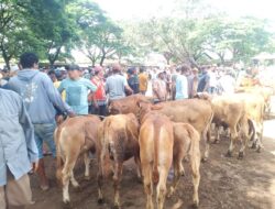Pasar Hewan Bajulmati Kembali Bergairah Jelang Lebaran, Harga Mulai Naik