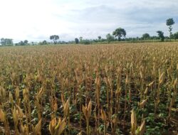 Panen Raya Jagung di Desa Sidowangi Dipastikan Setelah Lebaran