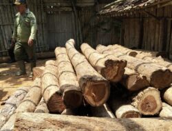 Puluhan Glondong Kayu Jati Diduga Ilegal Ditemukan di Gudang Misterius