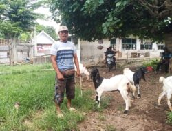 Menjelang Lebaran, Pasar Kambing Wongsorejo Sepi, Harga Anjlok