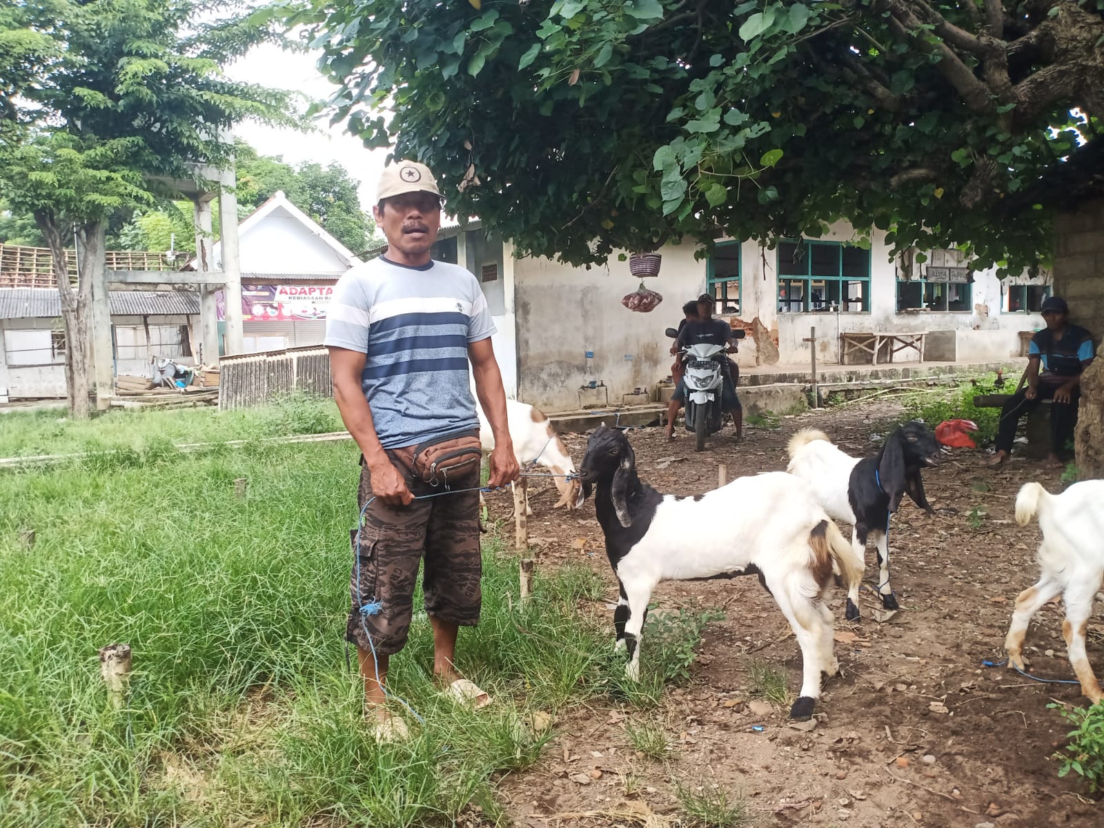 menjelang-lebaran,-pasar-kambing-wongsorejo-sepi,-harga-anjlok