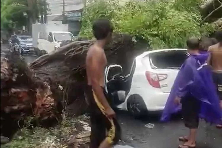 mobil-tertimpa-pohon-tumbang-di-kutabali,-seorang-pengendara-tewas-–-radar-banyuwangi