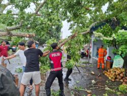 Respon Cepat Polresta Banyuwangi Bantu Evakuasi Pohon Tumbang