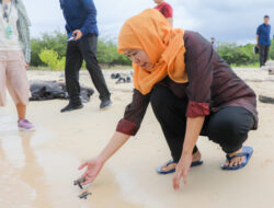 Gubernur Khofifah Lepas Puluhan Tukik di Pulau Tabuhan Banyuwangi – TIMES Banyuwangi