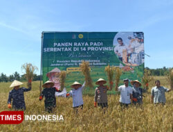 Panen Raya Padi Serentak di 14 Provinsi, Produksi GKG Banyuwangi Capai 2.385 Ton – TIMES Banyuwangi