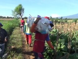 Mulai Panen Raya di Wilayah Wongsorejo. Jagung Kering, Harga 4.600 Perkilo
