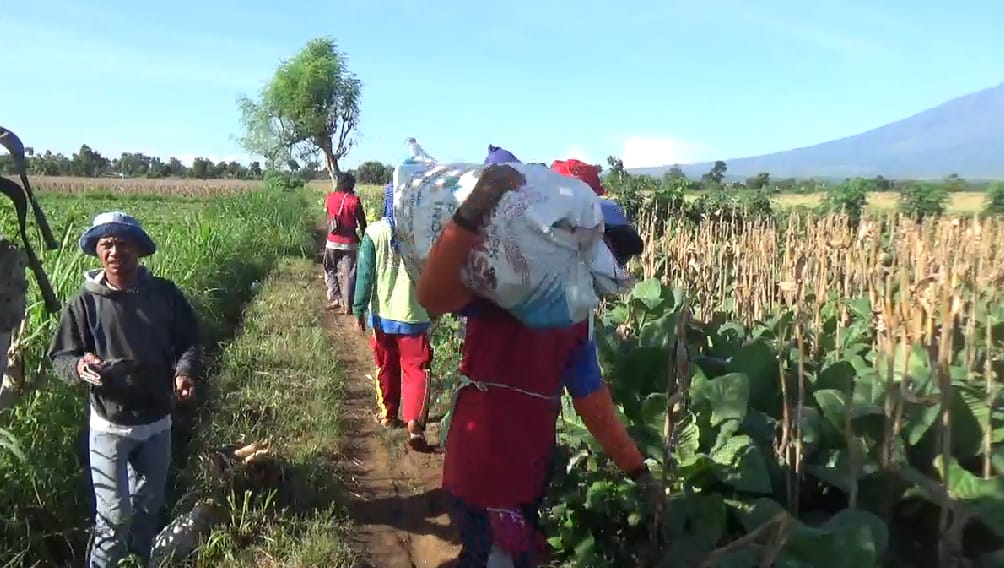 mulai-panen-raya-di-wilayah-wongsorejo-jagung-kering,-harga-4.600-perkilo