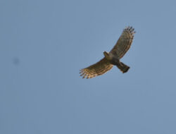 Ramah Lingkungan, Tambang Emas PT BSI Jadi Habitat Satwan Langka Elang Jawa – TIMES Banyuwangi