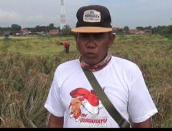 Panen Raya di Bajulmati, Petani Terpaksa Gunakan Cara Manual