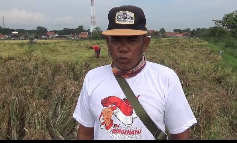 panen-raya-di-bajulmati,-petani-terpaksa-gunakan-cara-manual