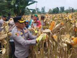 Dukung Ketahanan Pangan, Polresta Banyuwangi Panen Raya Jagung Bersama Petani Binaan