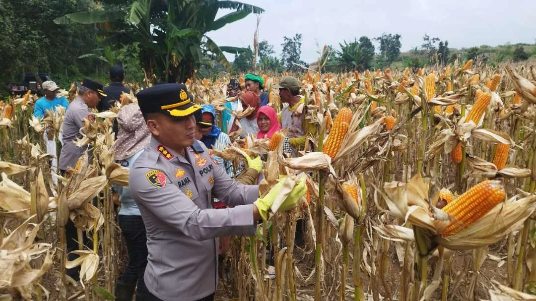 dukung-ketahanan-pangan,-polresta-banyuwangi-panen-raya-jagung-bersama-petani-binaan