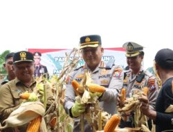 Polresta Banyuwangi Gelar Panen Raya Jagung Tahap I, Dukung Swasembada Pangan Tahun 2025