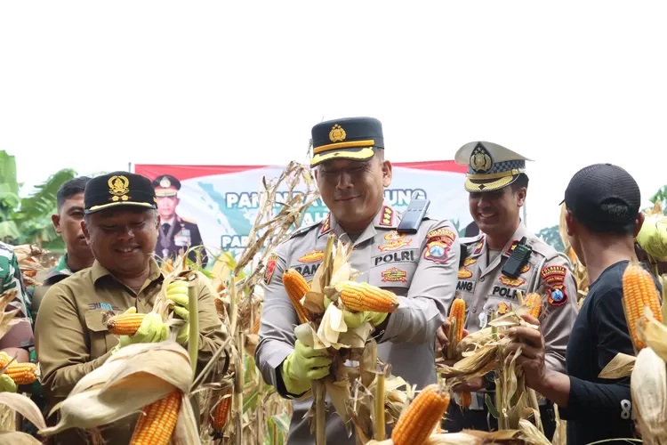 polresta-banyuwangi-gelar-panen-raya-jagung-tahap-i,-dukung-swasembada-pangan-tahun-2025