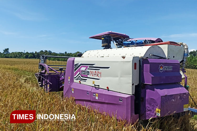 banyuwangi-genjot-swasembada-pangan,-targetkan-800-ribu-ton-–-times-banyuwangi