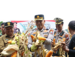 Asta Cita Bergema, Kapolresta Banyuwangi Ikut Panen Raya Jagung – TIMES Banyuwangi