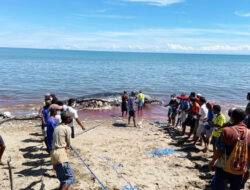 Paus Sperma dengan Panjang 11 Meter Terdampar di Pantai Amtasi NTT – TIMES Banyuwangi