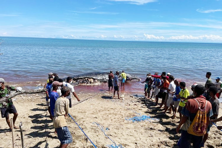 paus-sperma-dengan-panjang-11-meter-terdampar-di-pantai-amtasi-ntt-–-times-banyuwangi