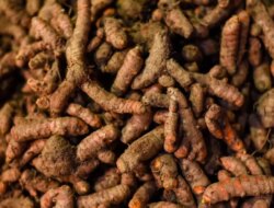 Cuma Pakai Kunyit, Begini Cara Membuat Obat Anti-Serangga Alami Ramah Lingkungan