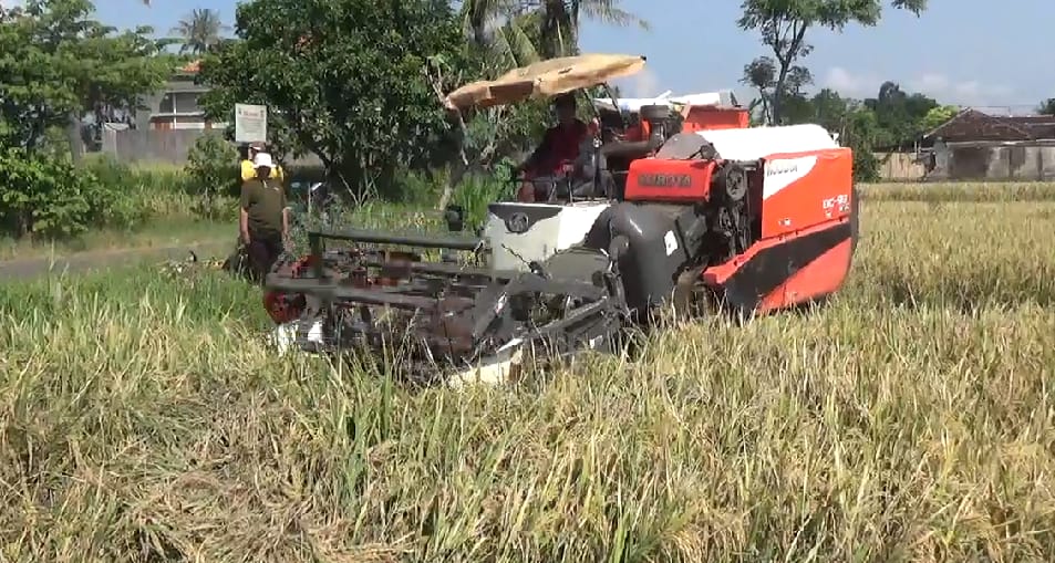 petani-di-bajulmati-krisis-buruh-panen,-andalkan-mesin-combine-dari-luar-kota