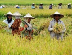 Petani Banyuwangi Pilih Jual Gabah ke Pabrik, Akses ke Bulog Dinilai Rumit