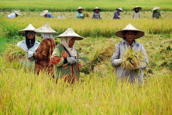 petani-banyuwangi-pilih-jual-gabah-ke-pabrik,-akses-ke-bulog-dinilai-rumit