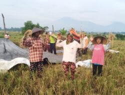 Panen Padi, Berkah Emak-Emak Tukang Ngasak di Bajulmati