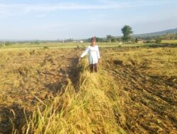 Hujan Angin Buat Padi Roboh, Petani Bajulmati Merugi dan Keluhkan Minimnya Mesin Panen