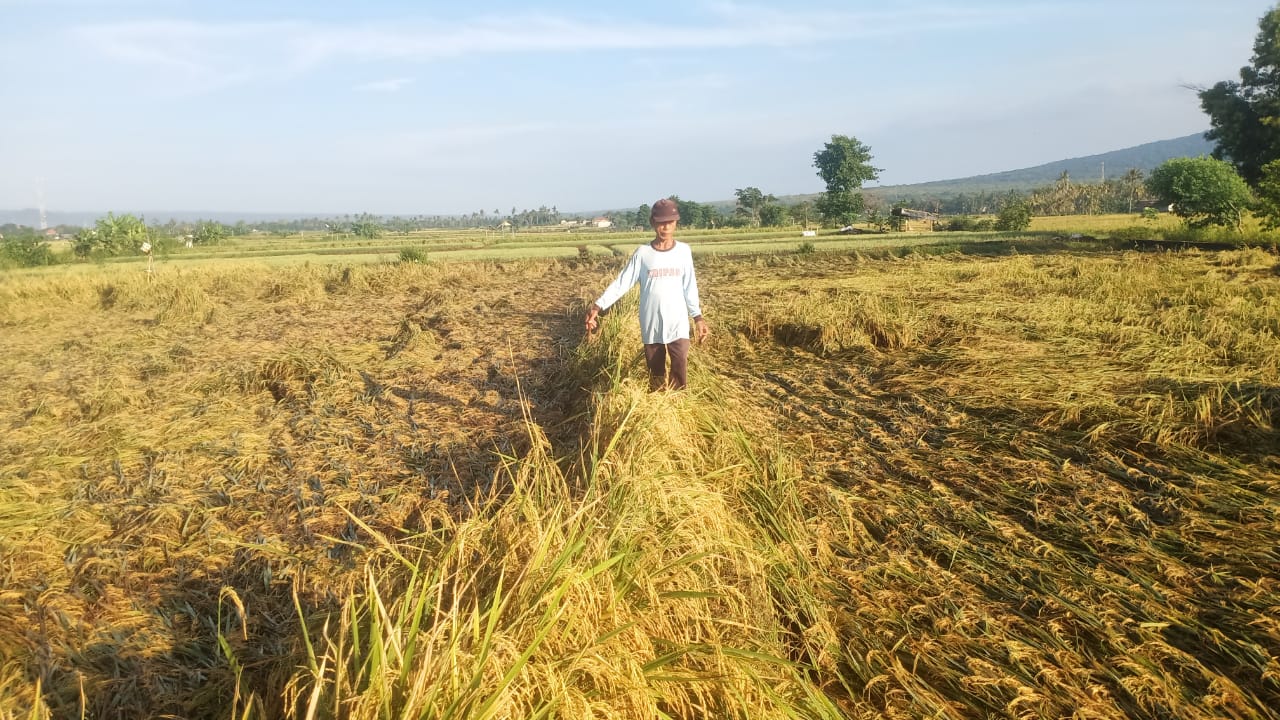 hujan-angin-buat-padi-roboh,-petani-bajulmati-merugi-dan-keluhkan-minimnya-mesin-panen