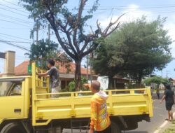 Antisipasi Bahaya Musim Angin, Pemdes Wongsorejo Tebang Ranting Pohon Trembesi di Jalur Utama
