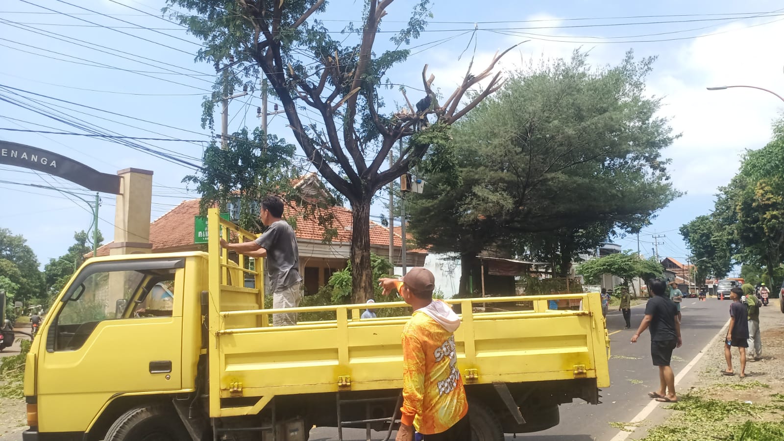 antisipasi-bahaya-musim-angin,-pemdes-wongsorejo-tebang-ranting-pohon-trembesi-di-jalur-utama
