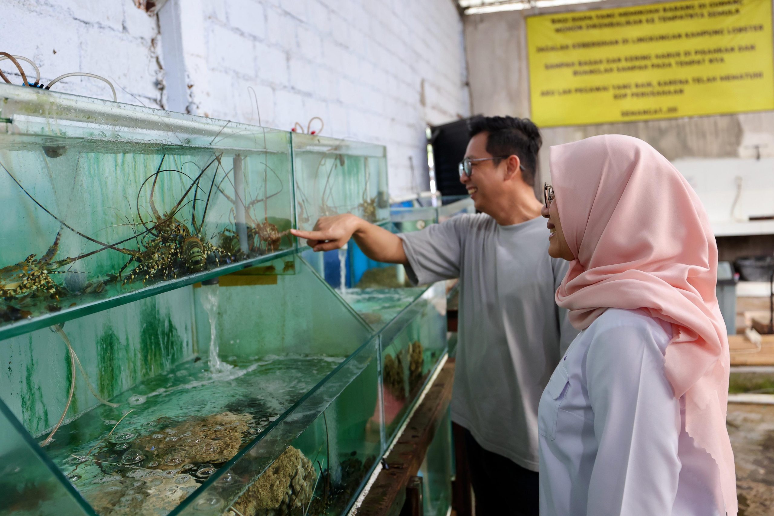 kampung-lobster-banyuwangi,-sukses-budidaya-lobster-hingga-ekspor-ke-tiongkok