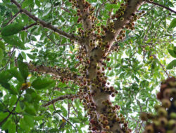 Gelorakan Hari Bumi 2025, Kemenag RI Tanam Sejuta Pohon Matoa – TIMES Banyuwangi