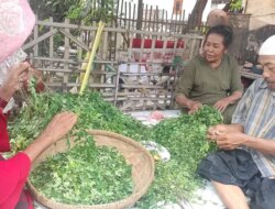 Rahasia Warga Belibis Situbondo Dapat Cuan dari Daun Kelor, Sekilo Dihargai Rp20 Ribu