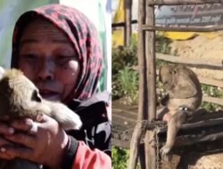 Temon, Monyet Ekor Panjang yang Sering Disangka Beruk, Teman Setia Mbok Yem di Gunung Lawu