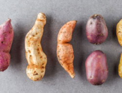 Ternyata Beda Warna Ubi Jalar, Berbeda Pula Manfaat Uniknya Lho – TIMES Banyuwangi